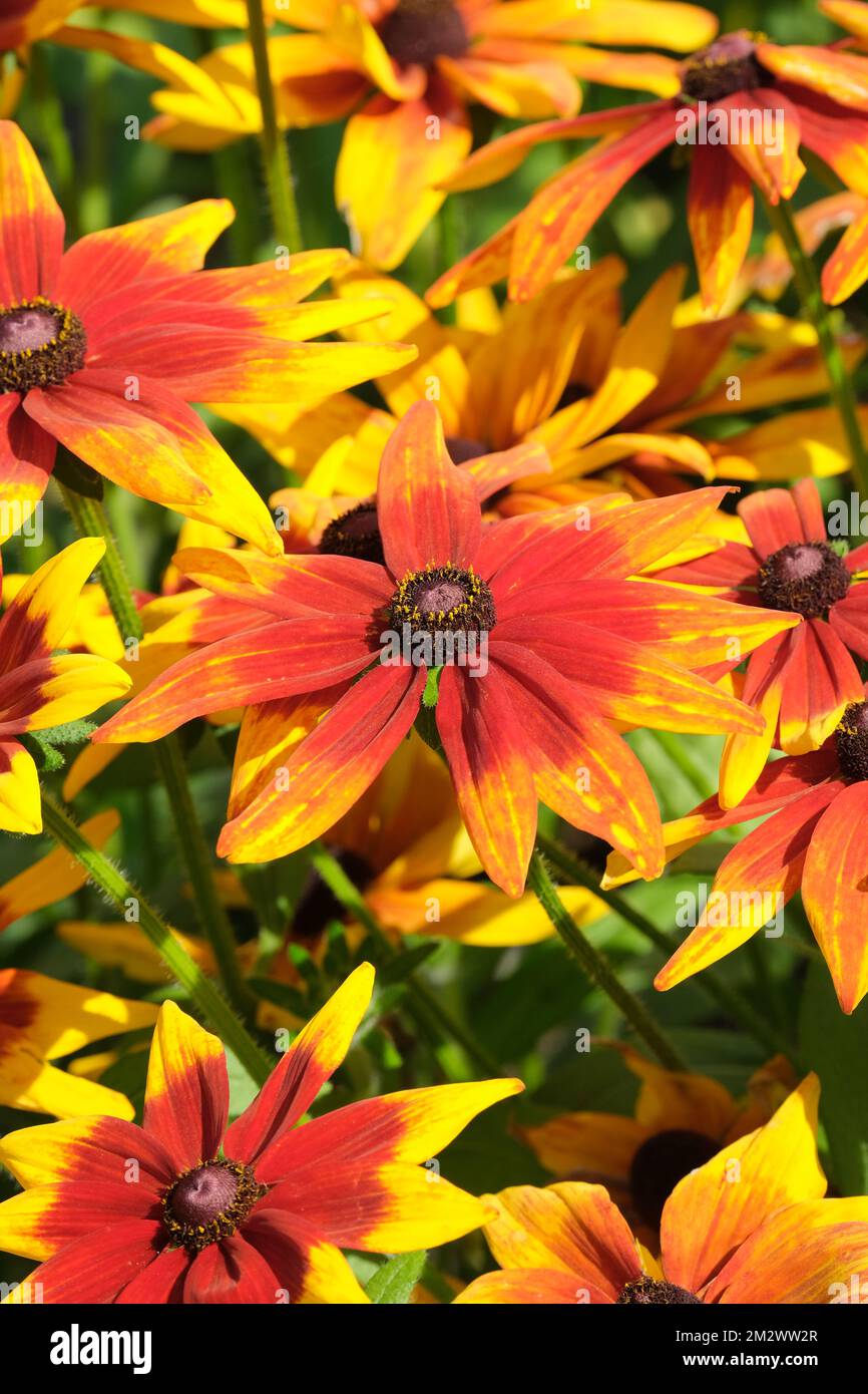 Black-eyed Susan Mia , Rudbeckia Sunbeckia Mia bi-coloured flowers, rust red centres, yellow tips Stock Photo