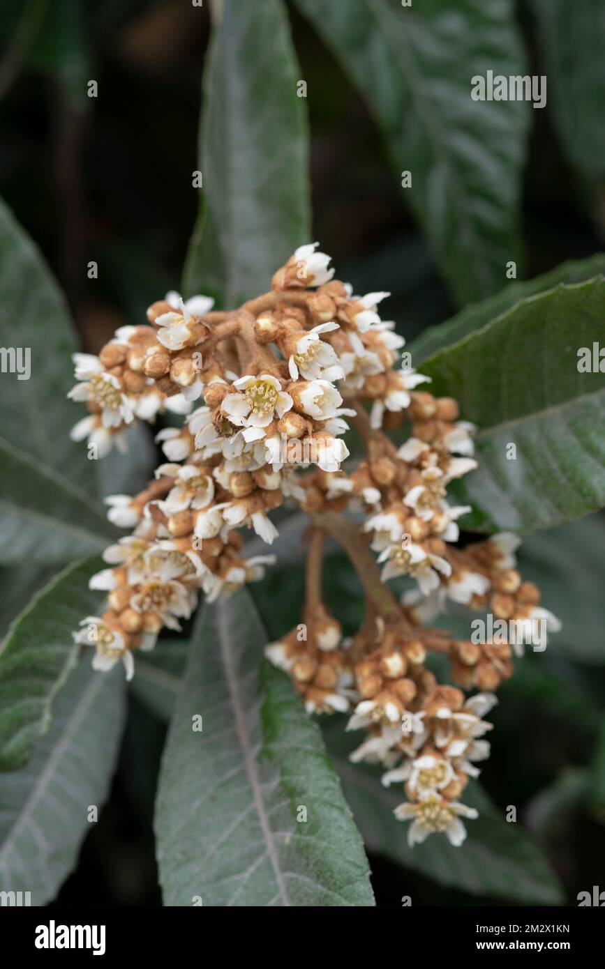 Loquat Tree Flower, Eriobotrya Japonica Stock Photo
