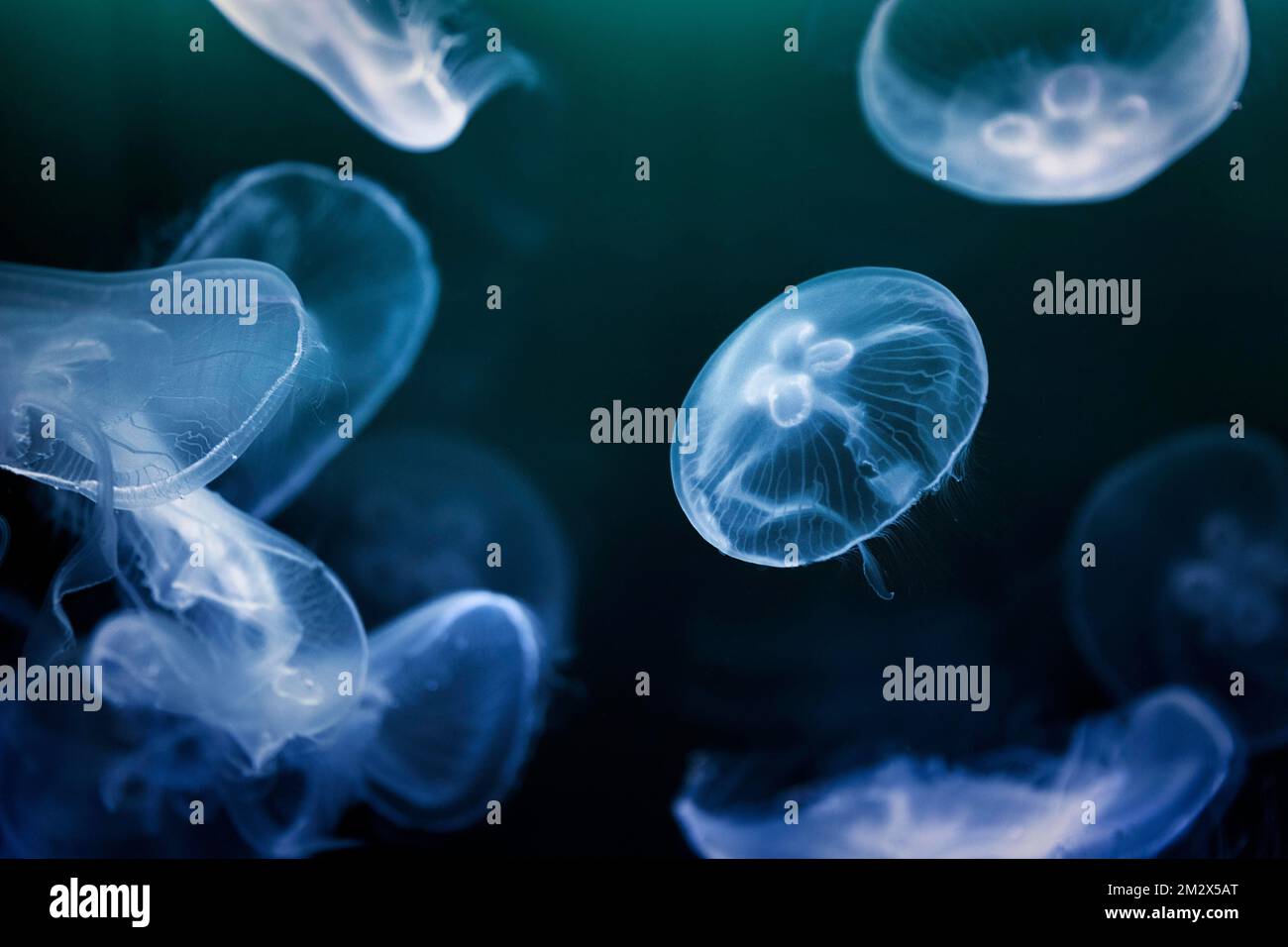 Several jellyfish (Aurelia aurita) swimming in the water, in the aquarium, Germany Stock Photo