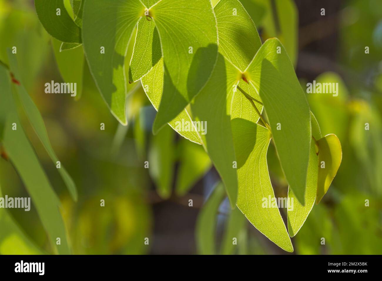 Leaves of the Mopane (Colophospermum mopane), also called Mopani, Namibia Stock Photo