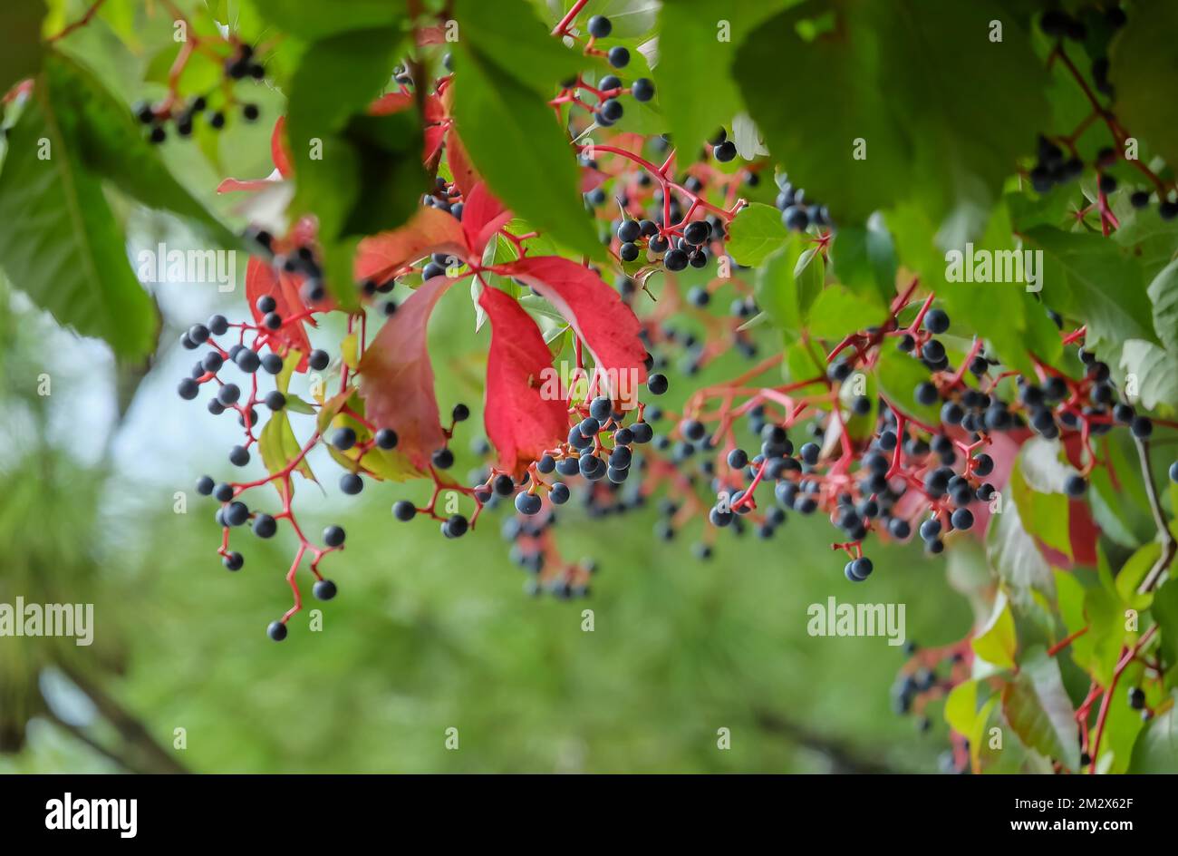 Fruit stand, fruits of wild vine (Vitis vinifera subsp. sylvestris), Croatia Stock Photo