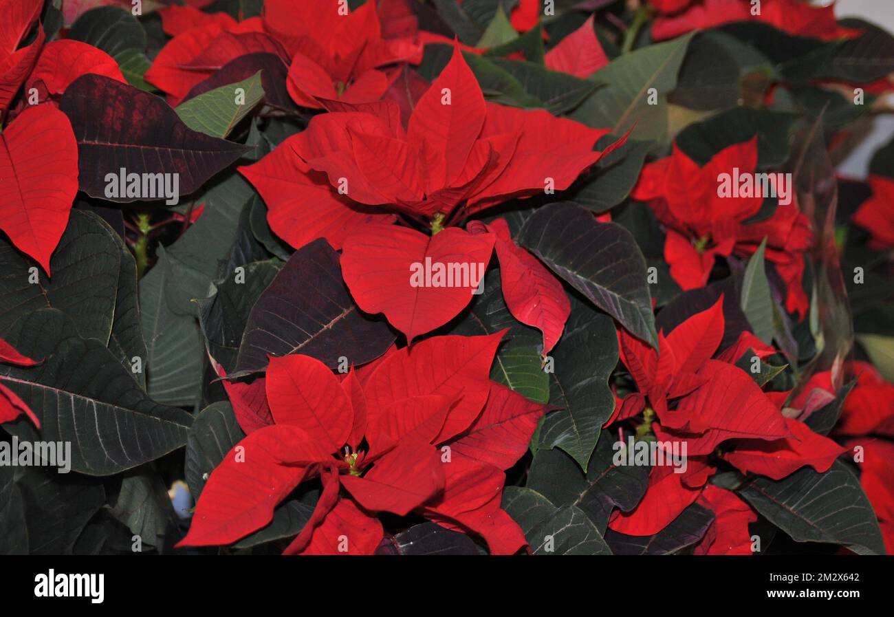 Chrustmas hires stock photography and images Alamy