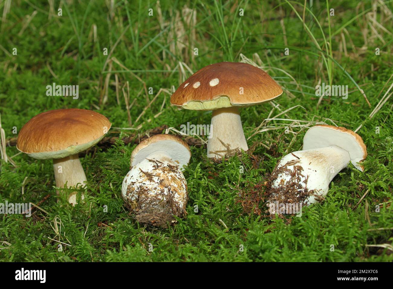 Porcini mushroom (Boletus ebulis) beautiful specimens in the moss, Allgaeu, Bavaria, Germany Stock Photo