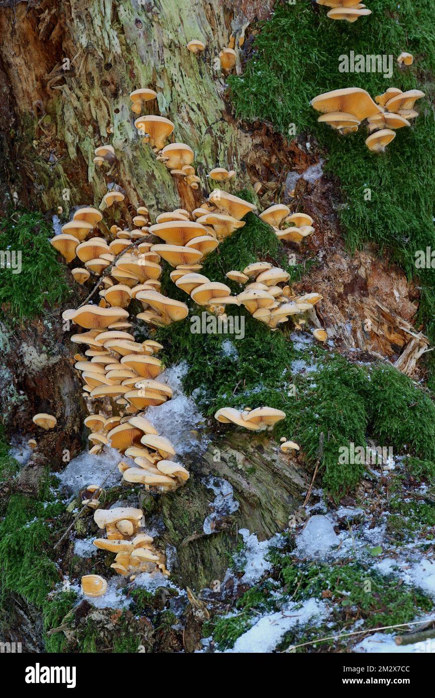 Mock oysters (Phyllotopsis nidulans) in the snow on an old tree stump