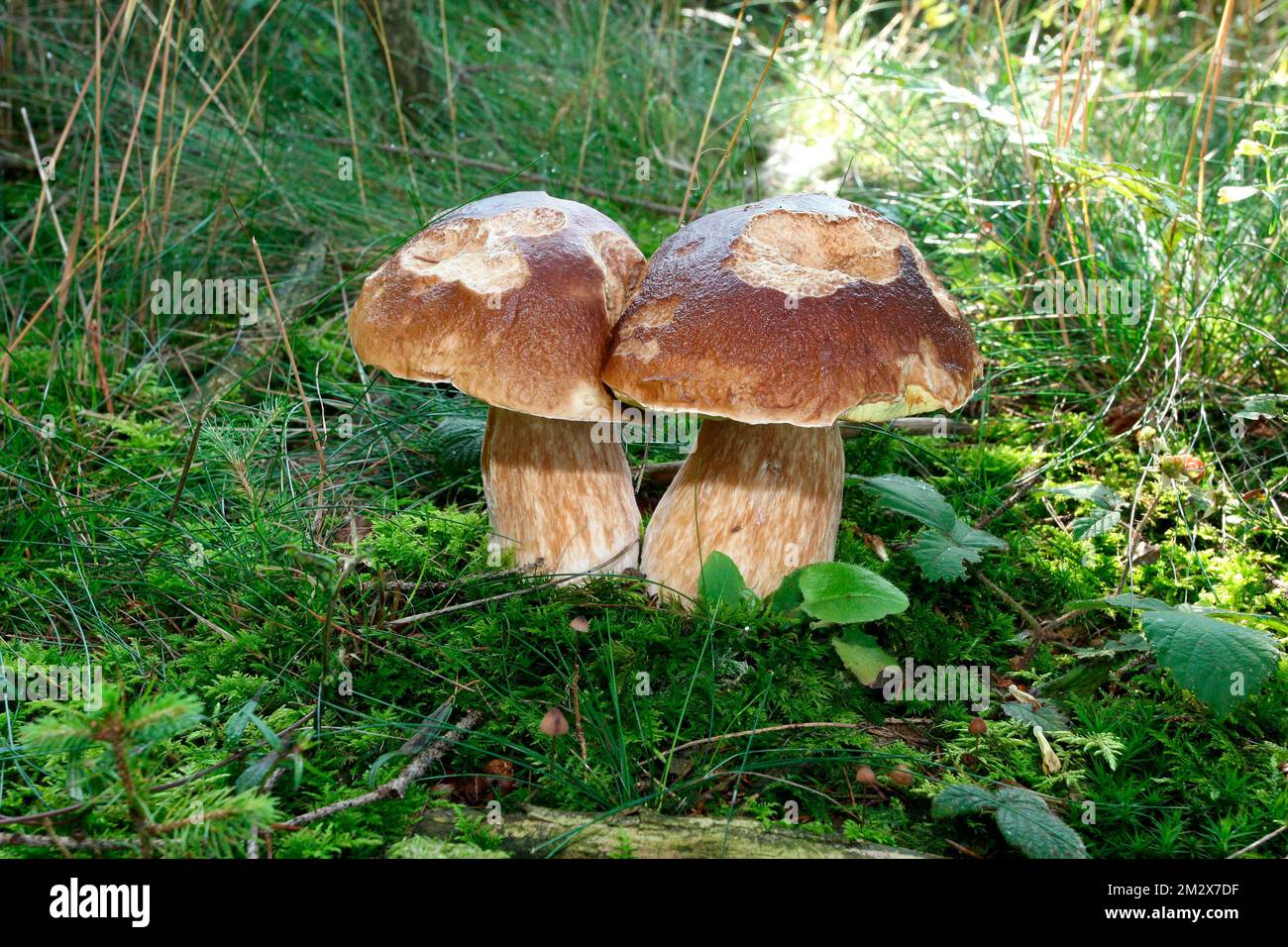 king-bolete-boletus-edulis-cap-eaten-by-snails-allgaeu-bavaria