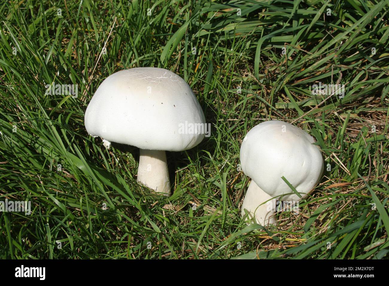 Field mushroom (Agaricus campestris) Allgaeu, Bavaria, Germany Stock Photo