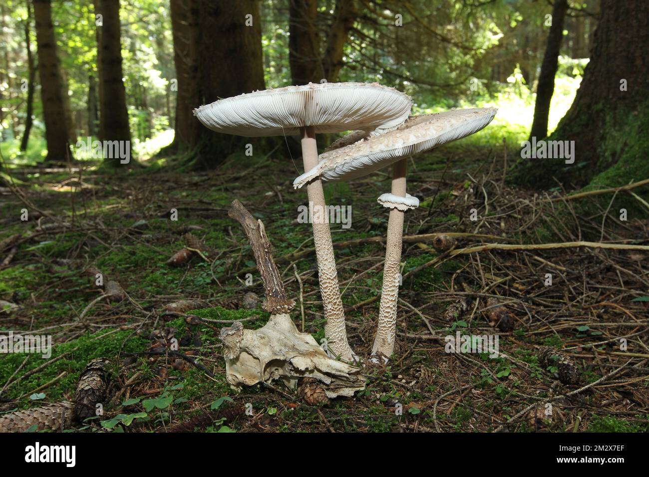 Parasol or common giant parasol mushroom (Macrolepiota procera) growing next to old european roe deer (Capreolus capreolus) Allgaeu, Bavaria, Germany Stock Photo