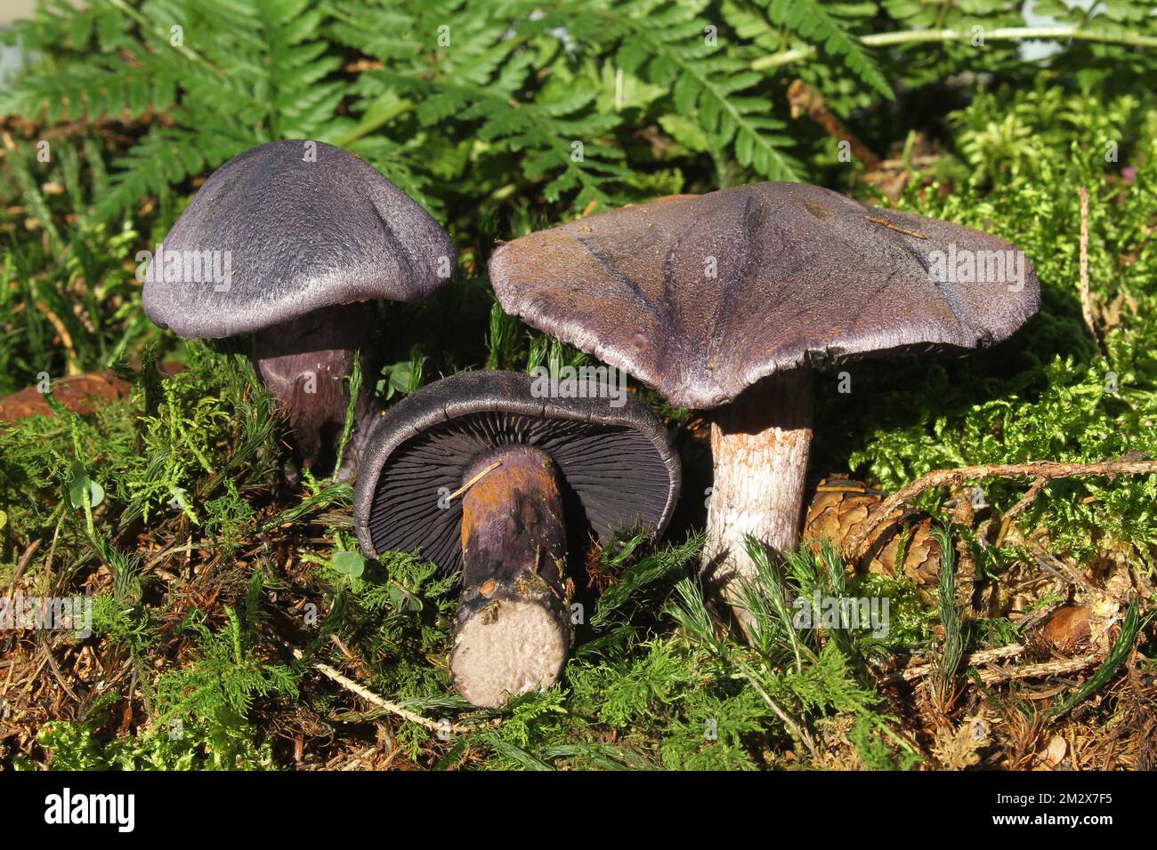 Violet webcap (Cortinarius violaceus) Allgaeu, Bavaria, Germany Stock Photo