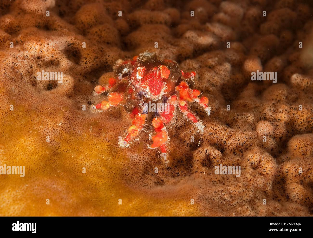 Mystrious tear crab (Pelia mutica) crawls over sponge, Caribbean, Carriacou Stock Photo