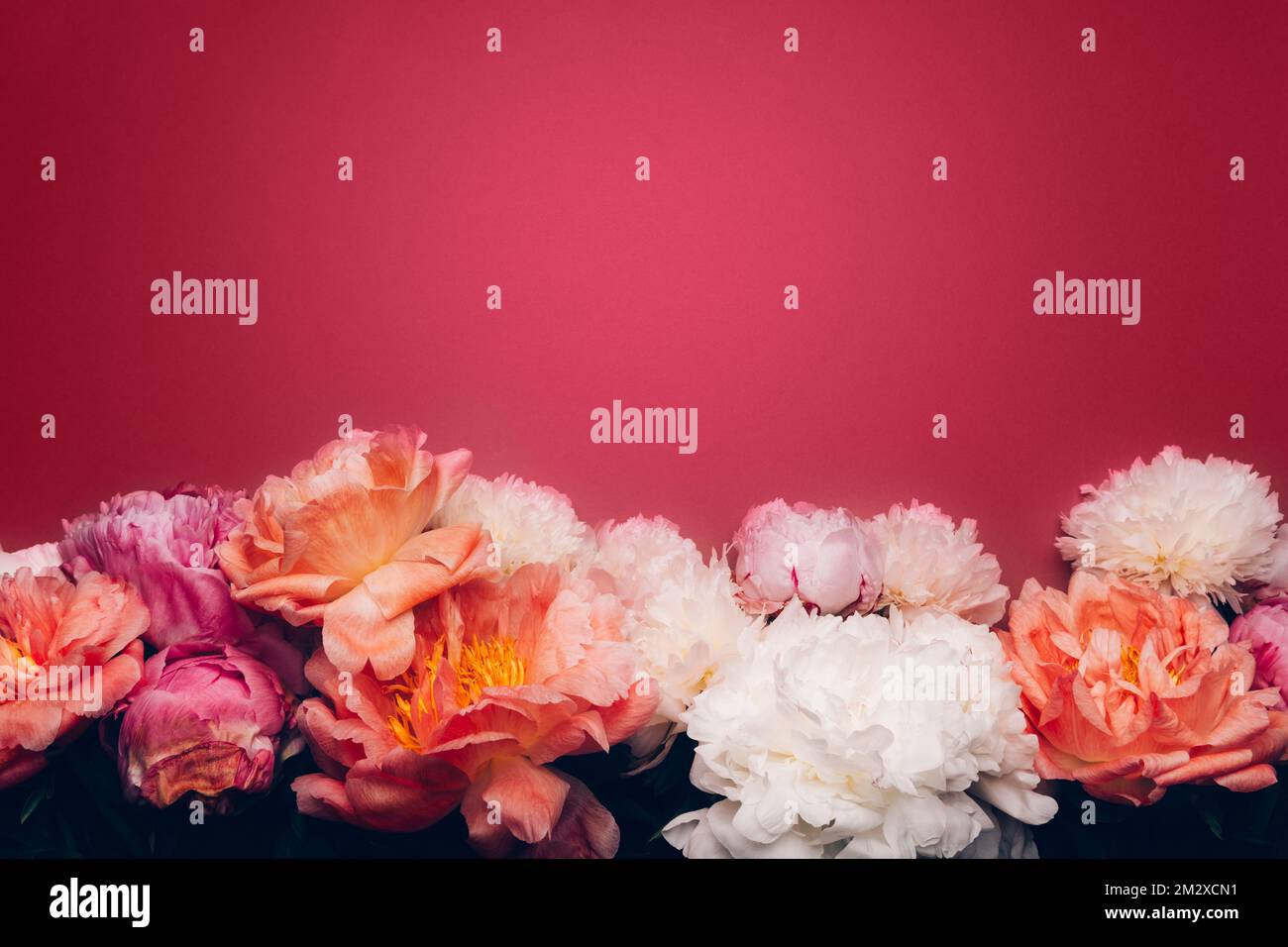Fresh bunch of pink peonies Stock Photo - Alamy