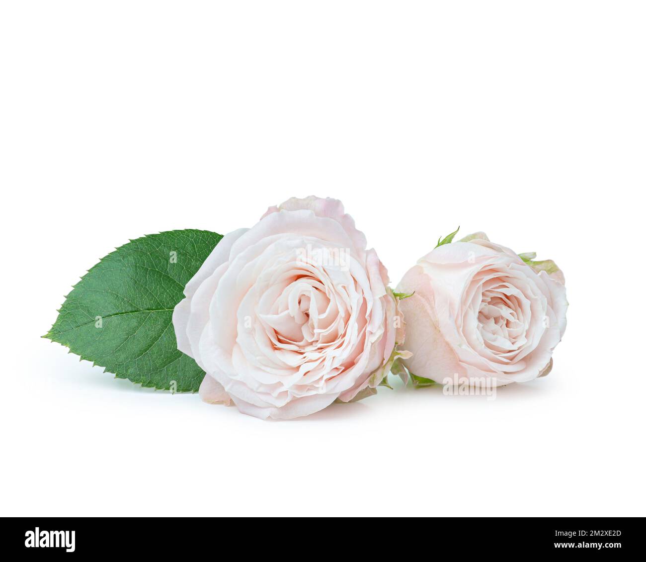 Pink roses on a white background Stock Photo - Alamy