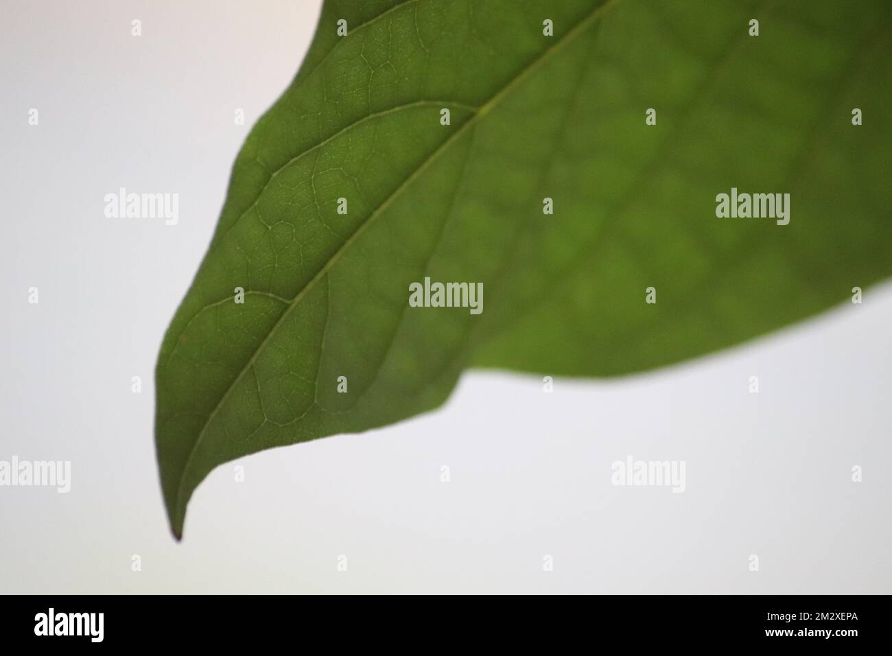 A closeup shot of a green leaf with veins Stock Photo - Alamy