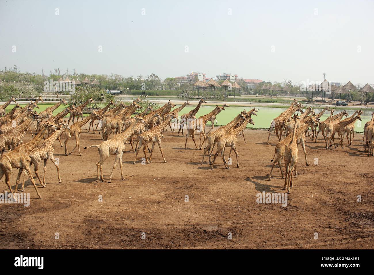 A lot of Free walking giraffes in Bangkok zoo, Thailand, lovely animals