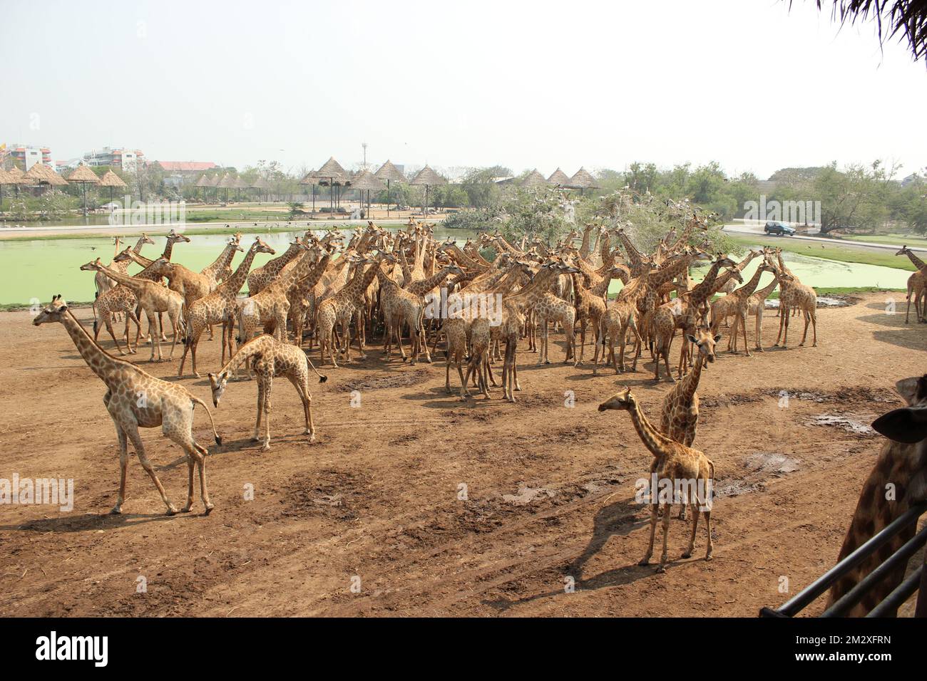 A lot of Free walking giraffes in Bangkok zoo, Thailand, lovely animals
