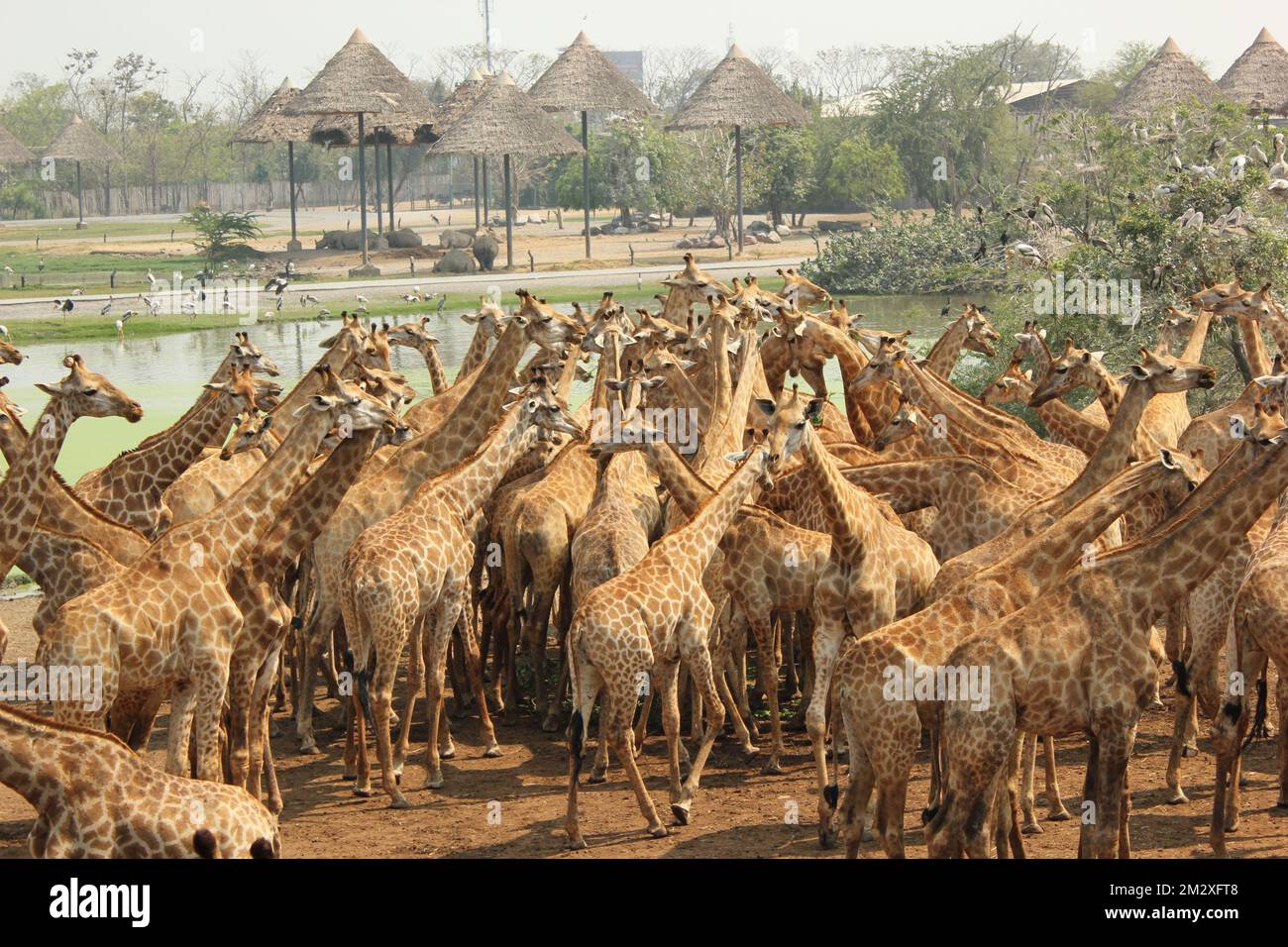 A lot of Free walking giraffes in Bangkok zoo, Thailand, lovely animals