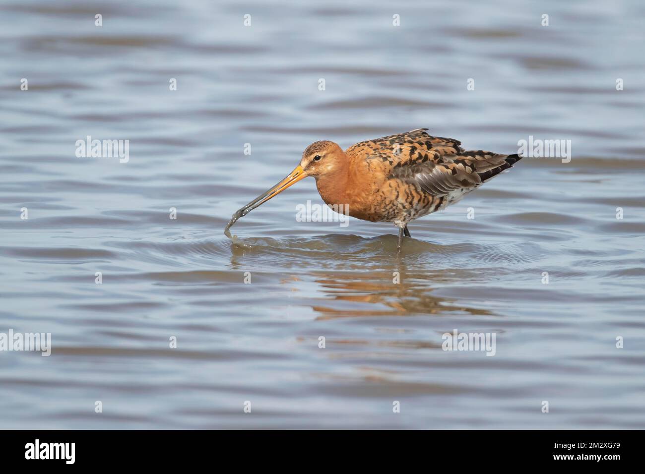 Black tailed godwit (Limosa limosa) adult male bird in summer plumage ...
