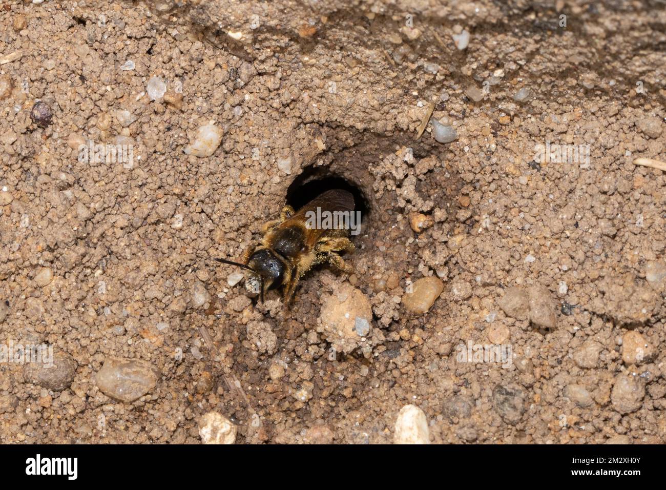 Bee Crawling Crawling at ground hi-res stock photography and images - Alamy