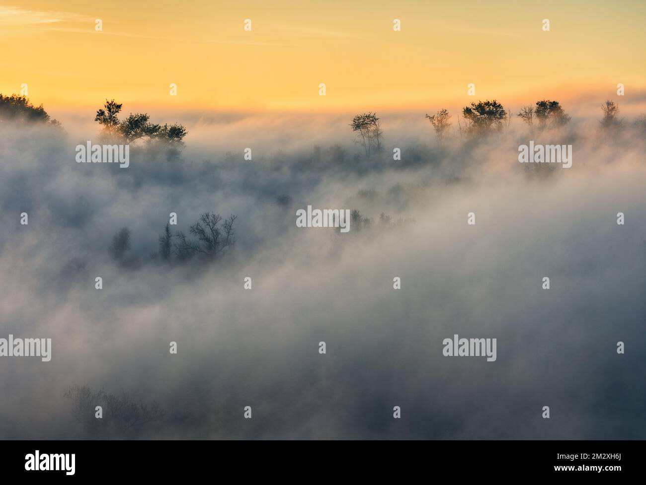 Trees in the Fog. Autumn morning. Nature of Ukraine Stock Photo
