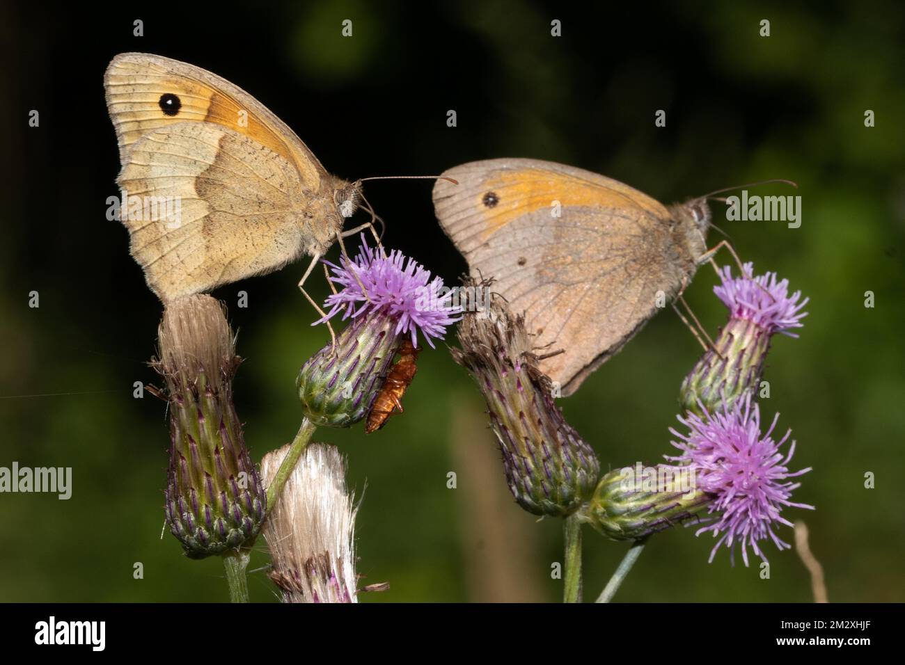 Large bull's eye two moths with closed wings sitting on purple flowers ...