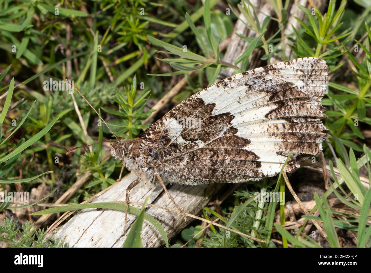 White forest moth butterfly with closed wings sitting on piece of wood left looking Stock Photo