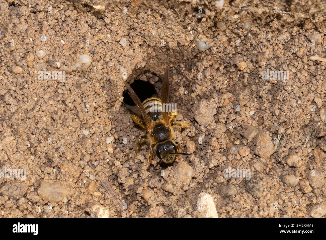 Yellow-banded furrowing bee crawling on ground from nest hole from the front Stock Photo