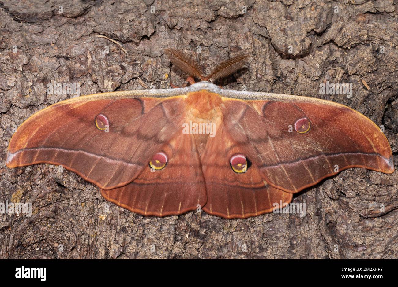 Japanese oak silk moth butterfly with open wings sitting on tree trunk