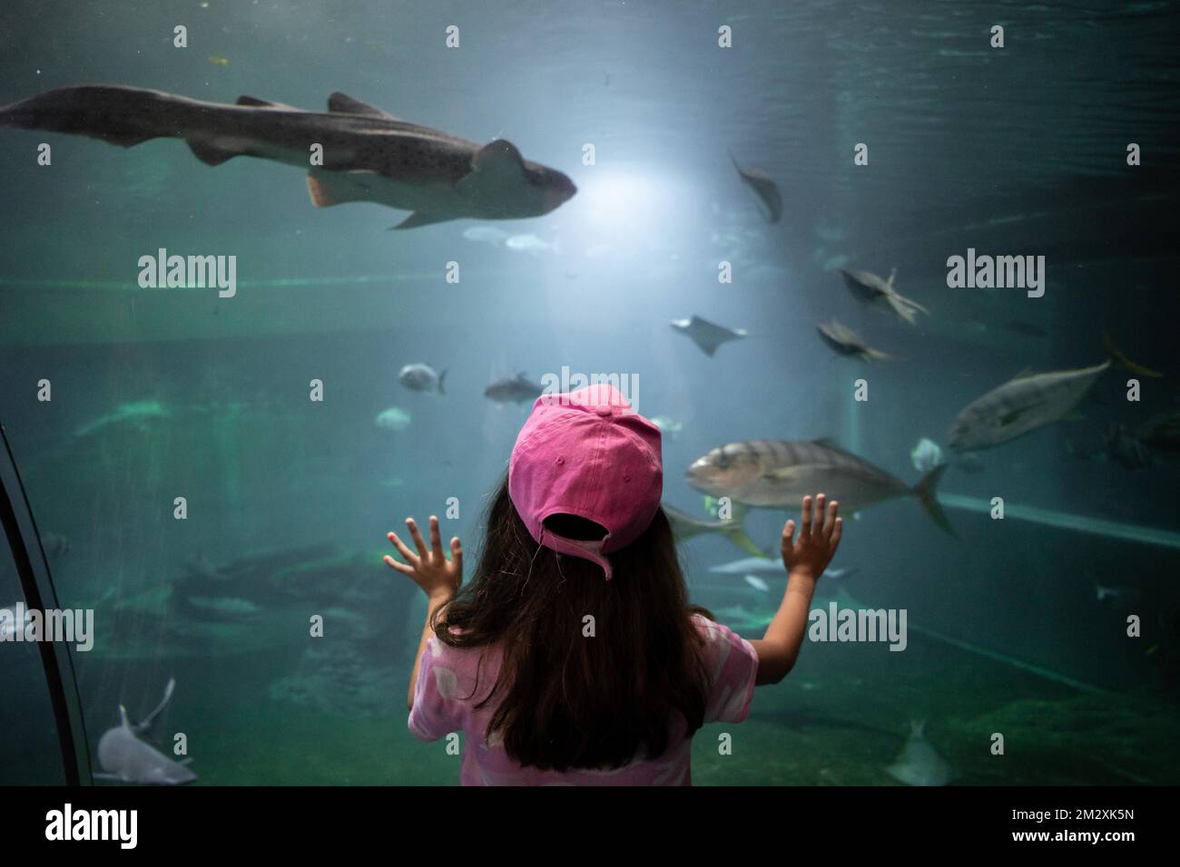 Girl watching fish, glass, underwater passage, Wroclaw, Poland Stock Photo