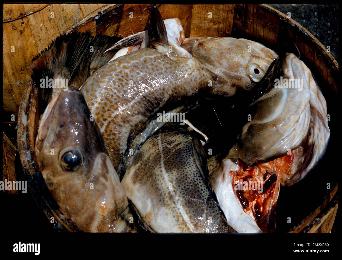 Fish in a barrel , Fish. Edmund L. Mitchell Collection Stock Photo Alamy