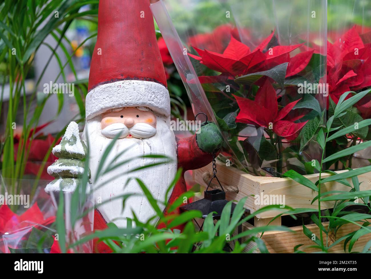 Figurine of Santa Claus with a lantern among red poinsettia flowers. Stock Photo