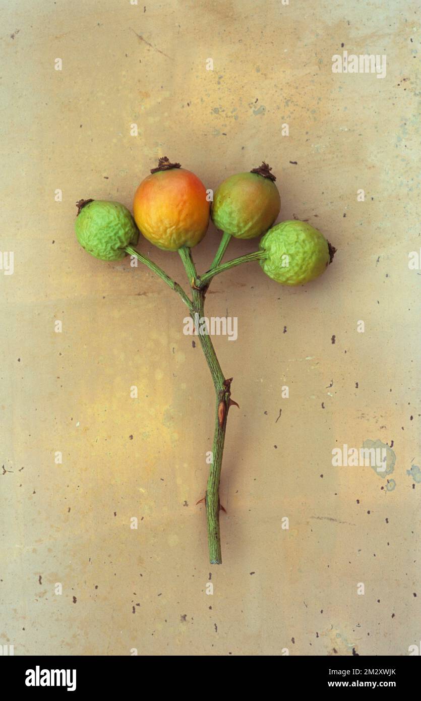 Stem of four immature green and orange rosehips of Dog rose or Rosa canina lying on painted glass Stock Photo