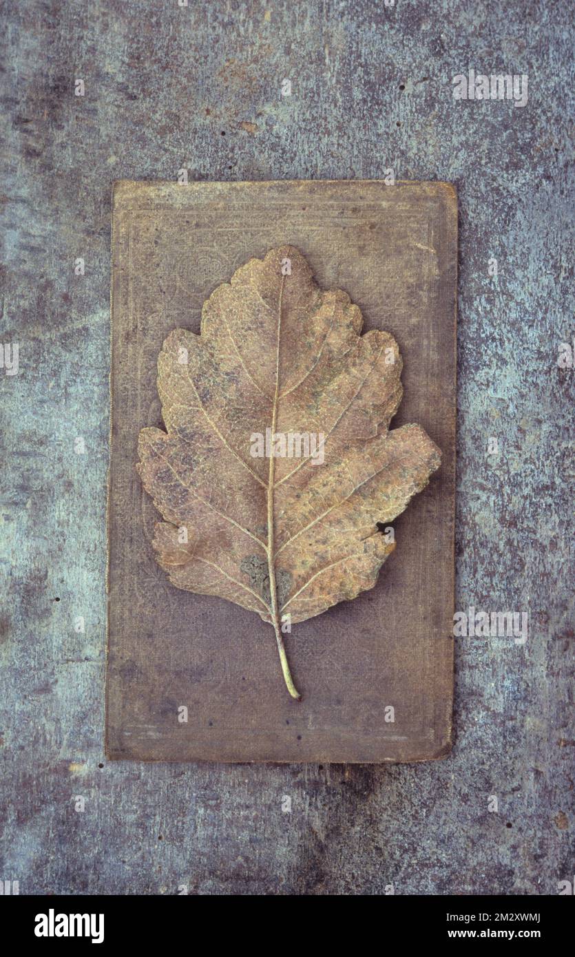 Single brown leaf of Swedish whitebeam or Sorbus intermedia tree lying on old book Stock Photo