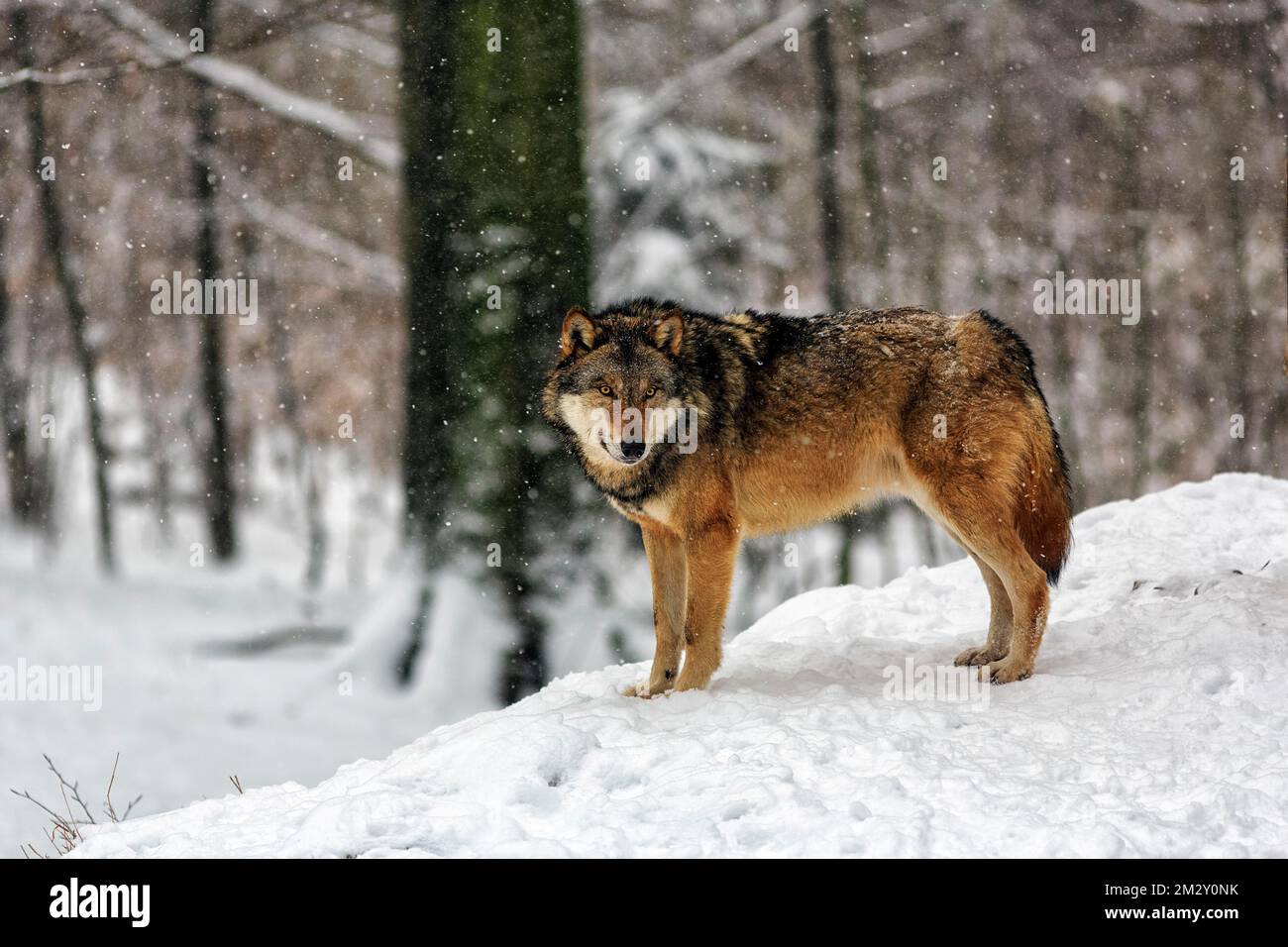 Gray wolf (Canis lupus) in the snow, Neuhaus Wildlife Park in winter, Neuhaus im Solling, Solling-Vogler nature park Park, Lower Saxony, Germany Stock Photo