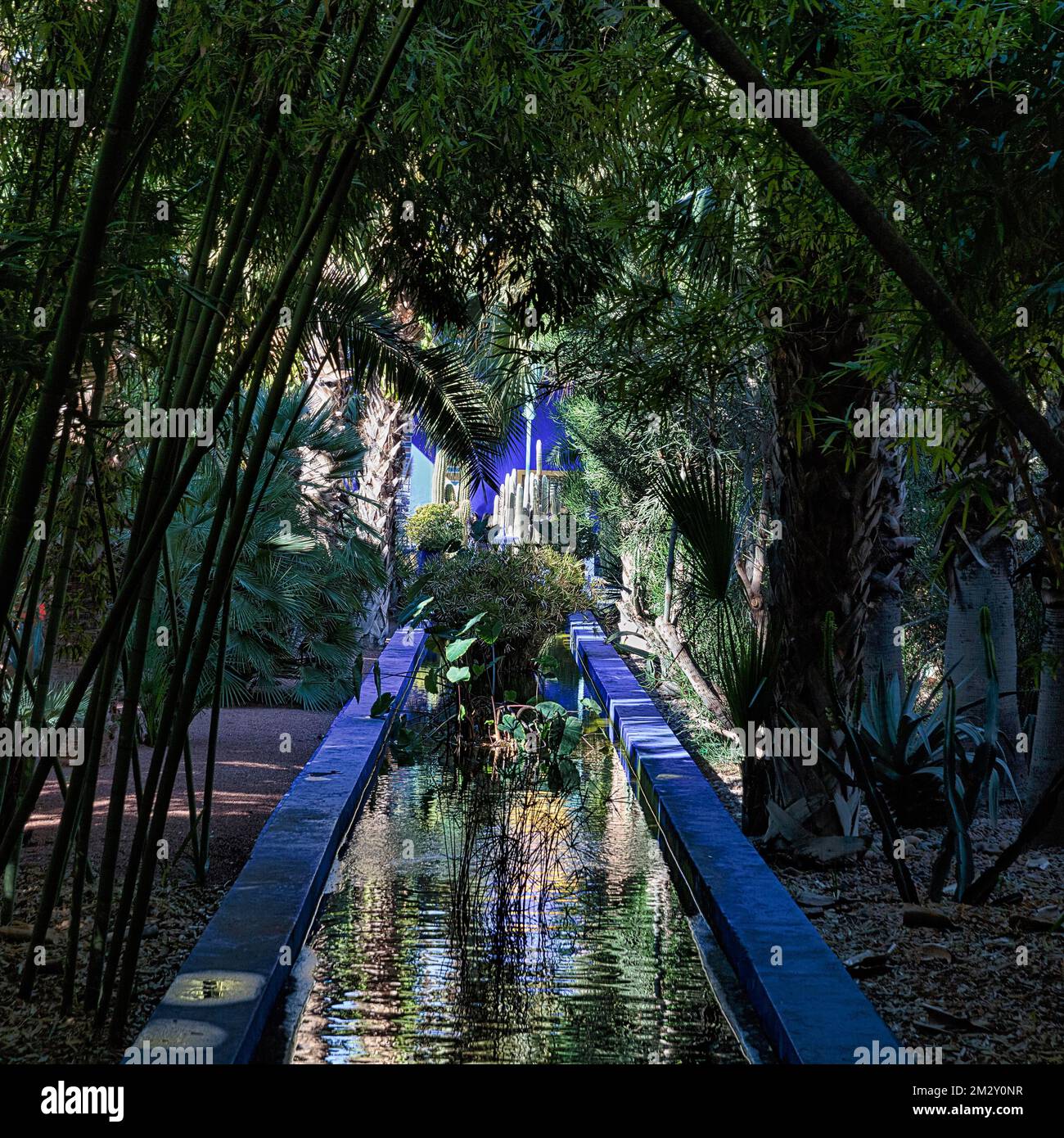 Blue canal with water plants leads through bamboo grove, botanical garden Jardin Majorelle, former owner Yves Saint-Laurent, Marrakech, Morocco Stock Photo