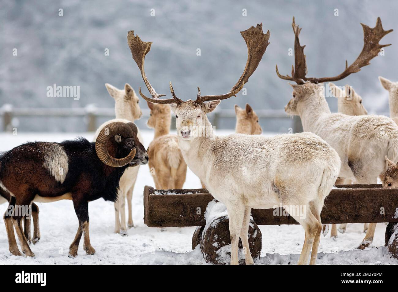 White fallow deer (Dama dama) and European mouflon (Ovis gmelini musimon), feeding scene in the snow, Neuhaus Wildlife Park in winter, Neuhaus im Stock Photo