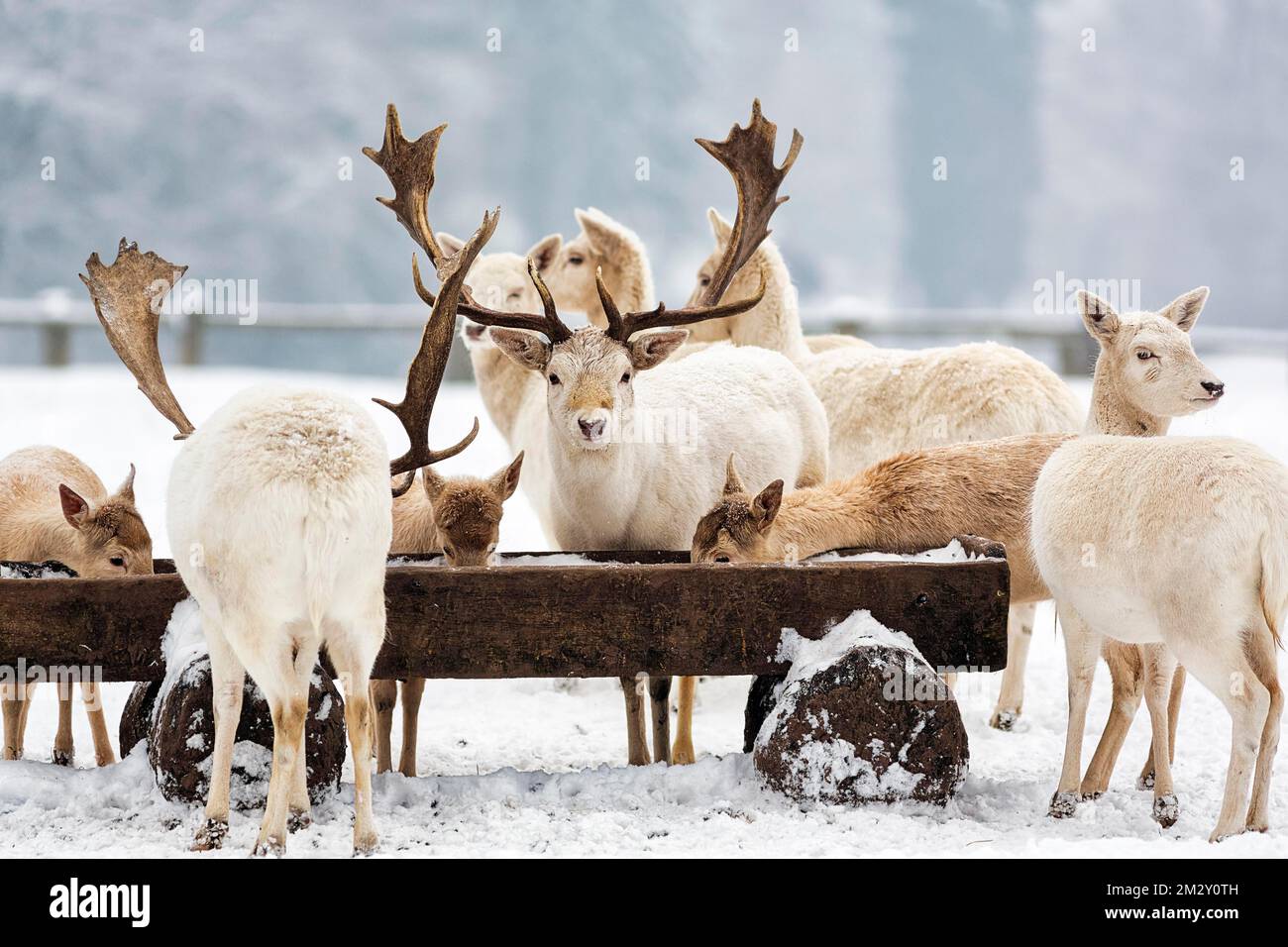 White fallow deer (Dama dama), feeding scene in the snow, Neuhaus Wildlife Park in winter, Neuhaus im Solling, Solling-Vogler nature park Park, Lower Stock Photo