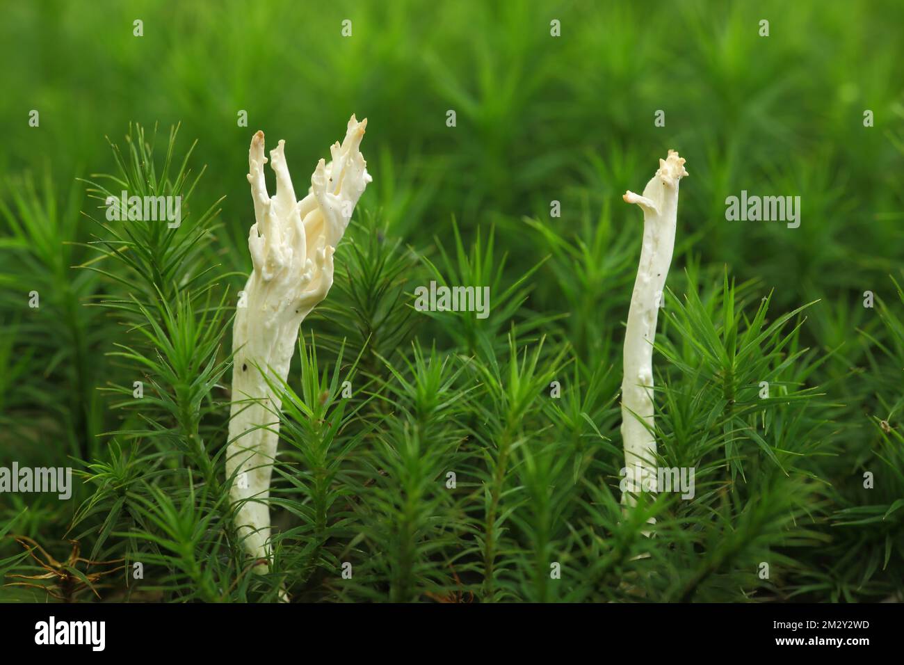 Candlestick fungus (Xylaria hypoxylon), two, moss, detail, blur