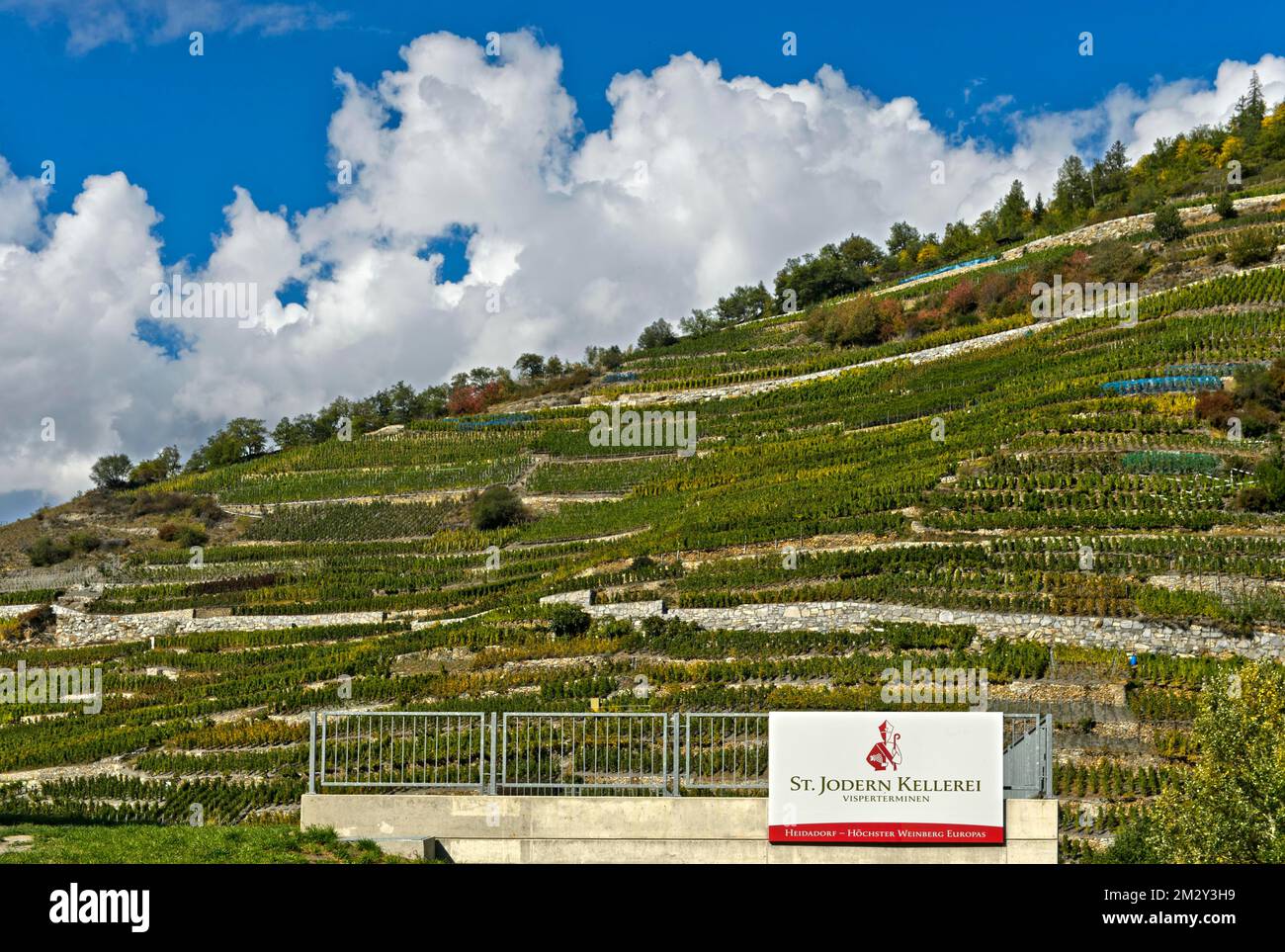 Company sign of the St Jodern Winery in front of vineyards, Heath village Visperterminen, Valais, Switzerland Stock Photo