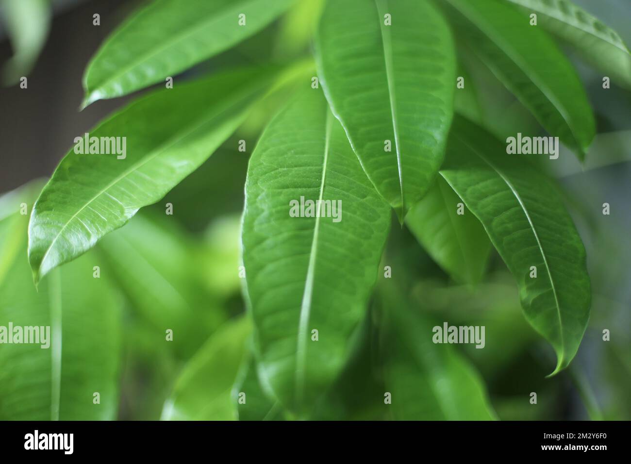 The closeup view of the Mangifera indica plant's green leaves Stock Photo Alamy