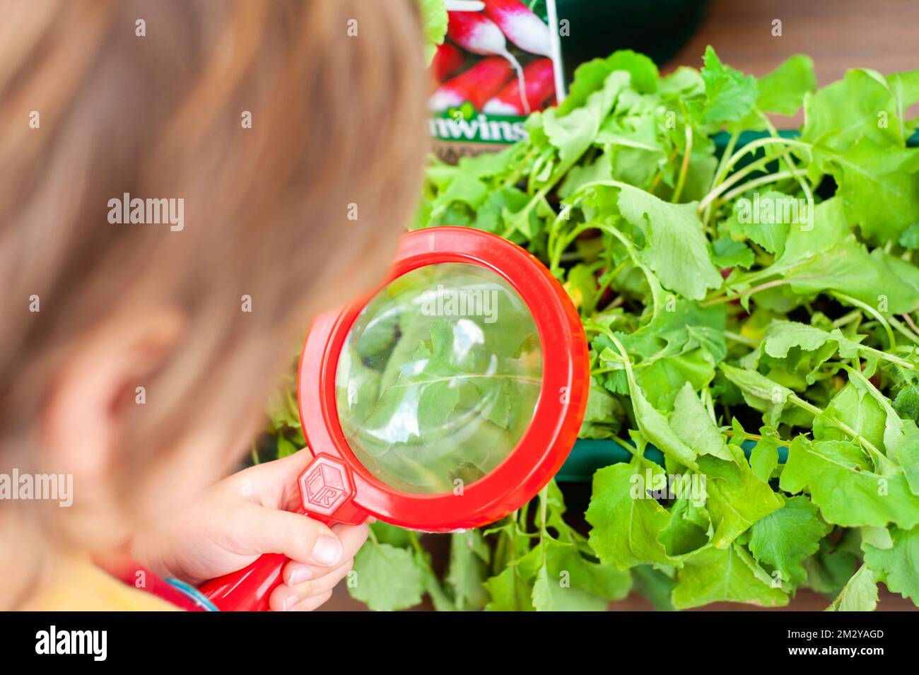 Close up of child using magnifying glass to look at plants outdoors on a bright day Stock Photo