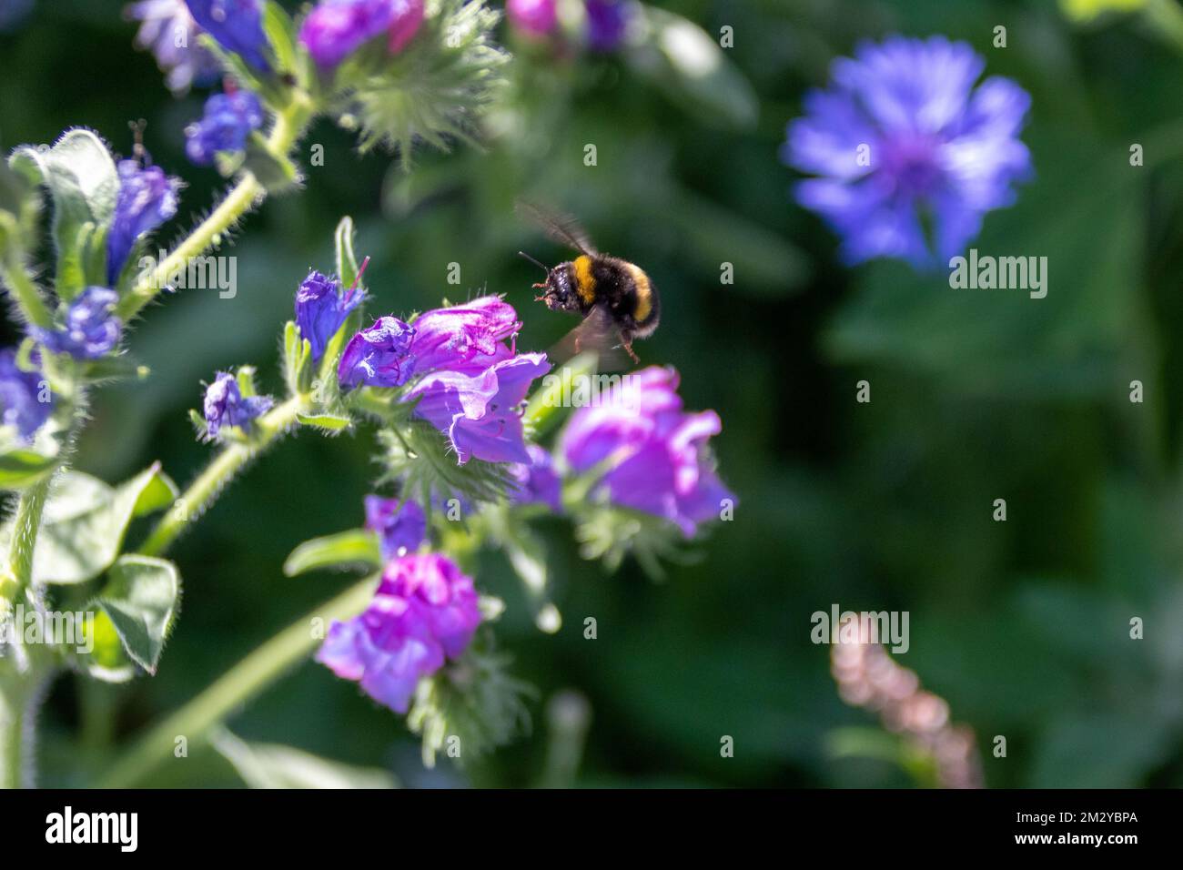 buff tailed bumble bee flying over blue and pink flowers of Viper's Bugloss Echium Vulgare Stock Photo