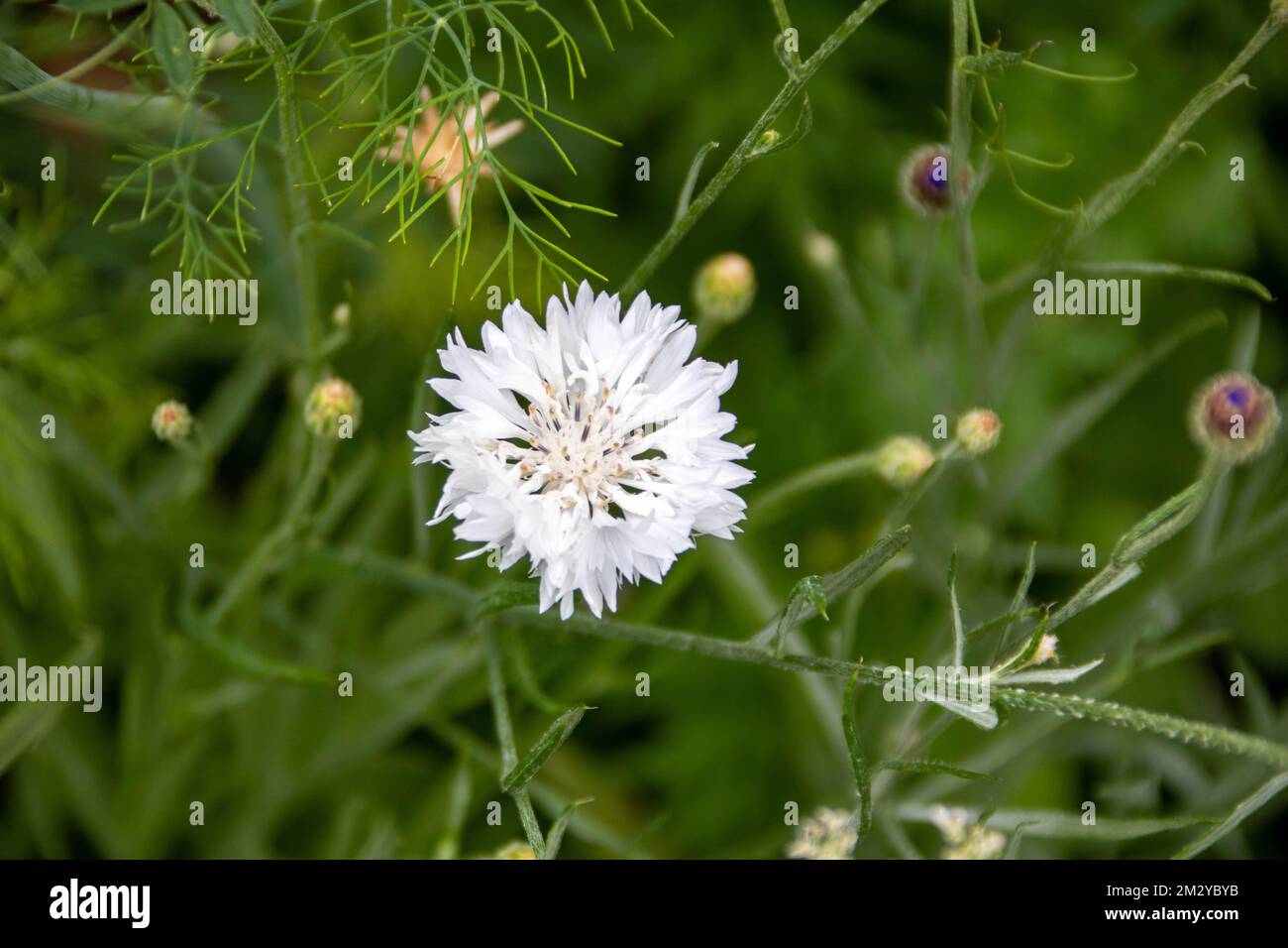 pretty white flower of the cornflower also known as bachelor's button Stock Photo