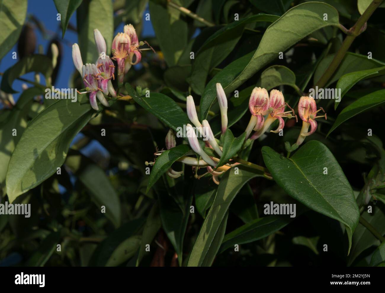 Winter honeysuckle hi-res stock photography and images - Alamy