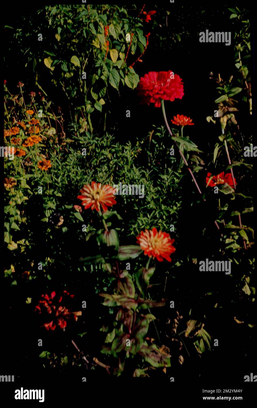 Flowers, Powder House Square , Flowers. Edmund L. Mitchell Collection