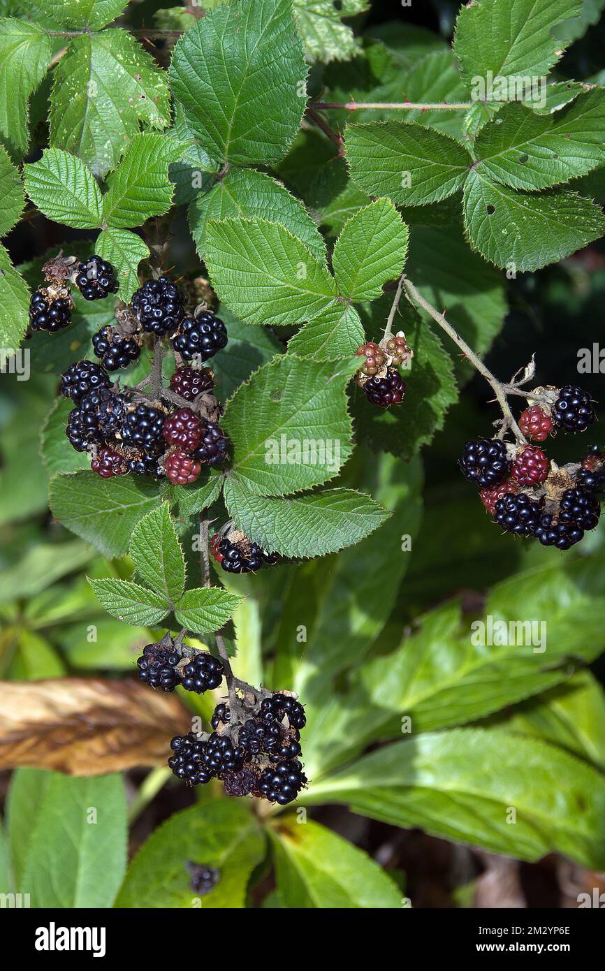 Rubus fruiticus hires stock photography and images Alamy