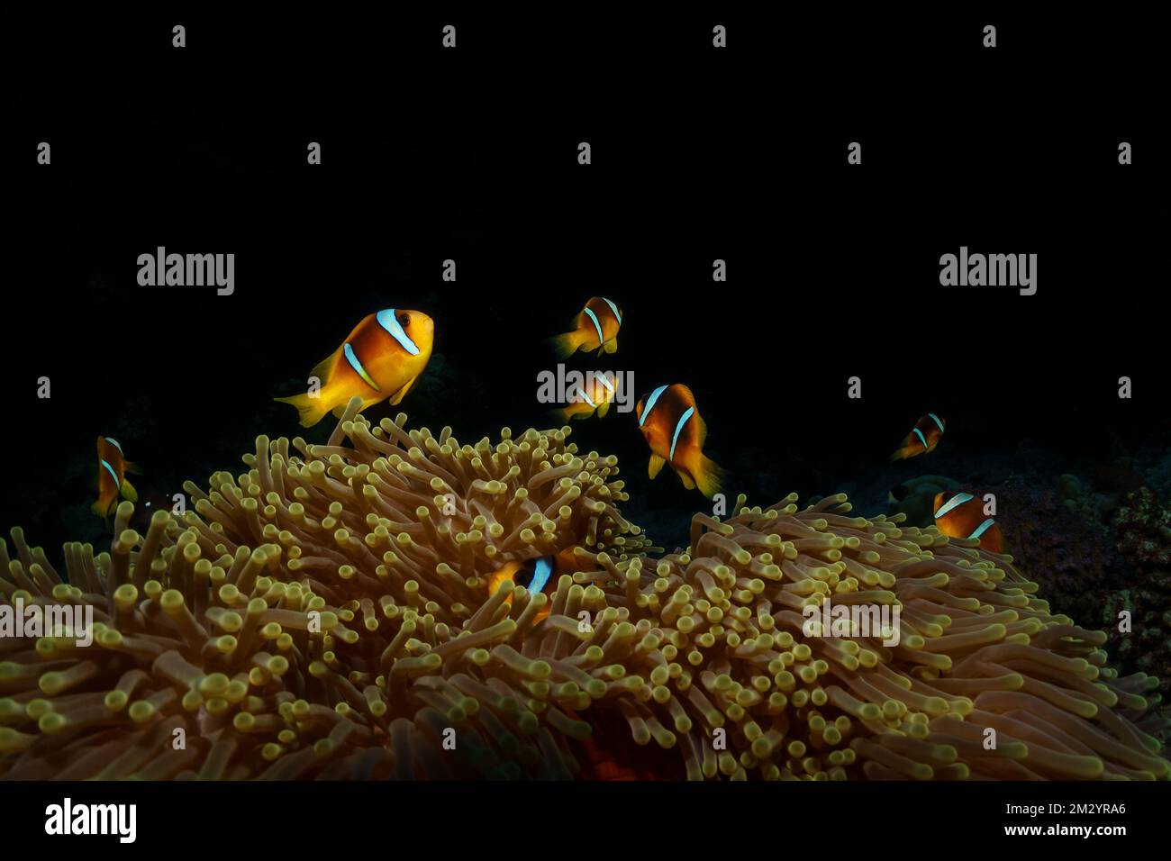 An isolated image on black background of a family of anemone fish happily living in their habitat on the bottom of the coral reef. Stock Photo