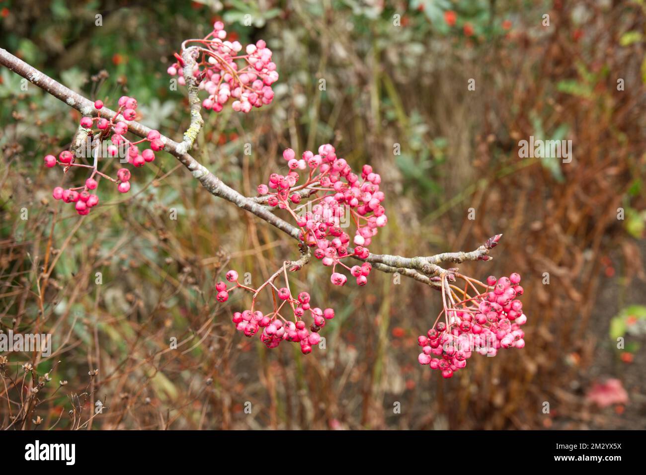 Autumn berries of Sorbus pseudohupehensis Pink Pagoda berries in UK garden November Stock Photo