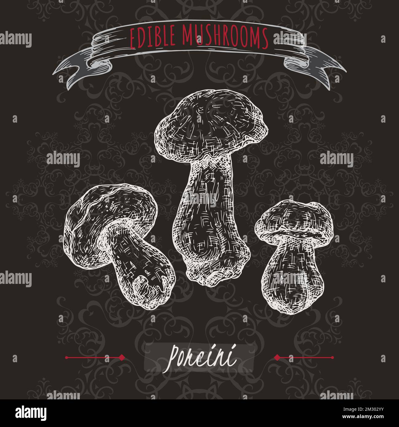 Boletus edulis aka porcini mushroom sketch on black background. Edible mushrooms series. Stock Vector