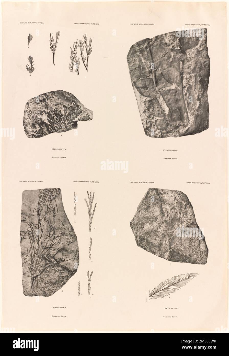 Fossils , Fossils. Louis Prang & Company Collection Stock Photo Alamy