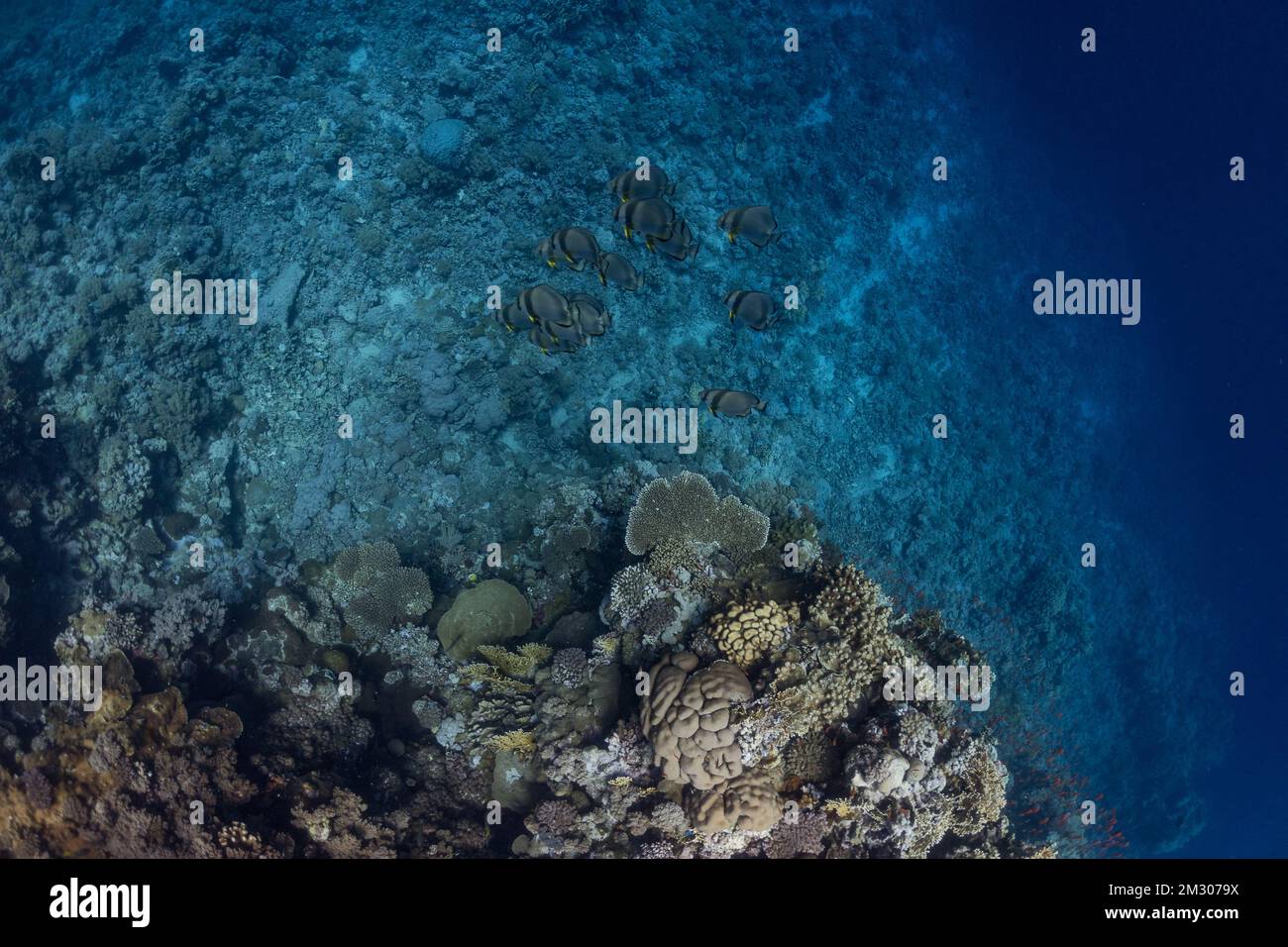 School of batfish swims along the coral reef in the south Red Sea in ...