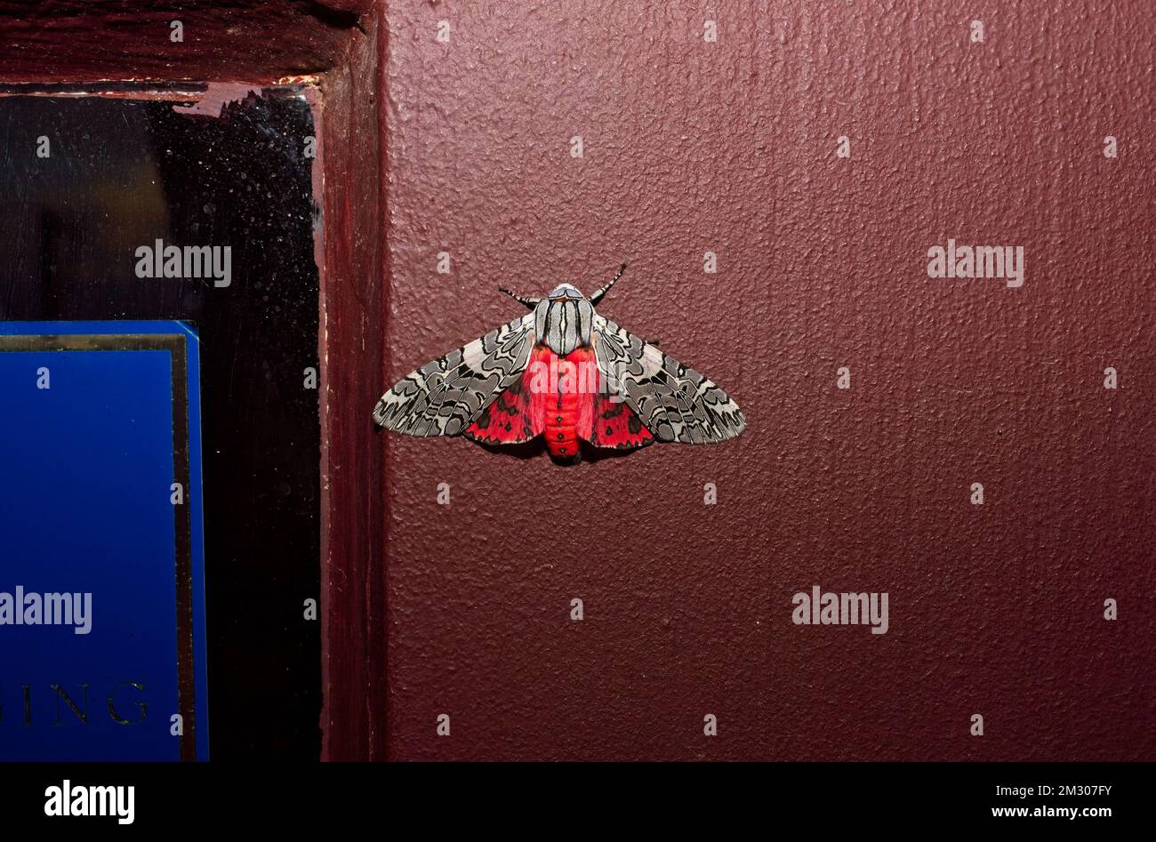 A closeup of a Pictured Tiger Moth with wide-spread wings on a red wall Stock Photo